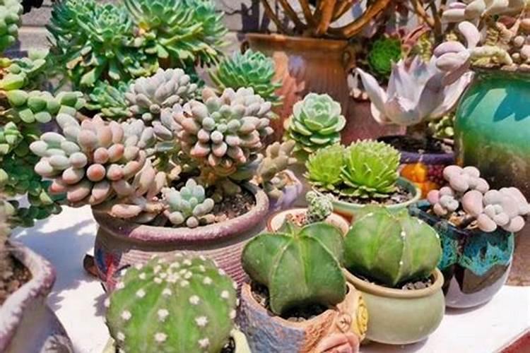 多肉植物能喷磷钾肥吗