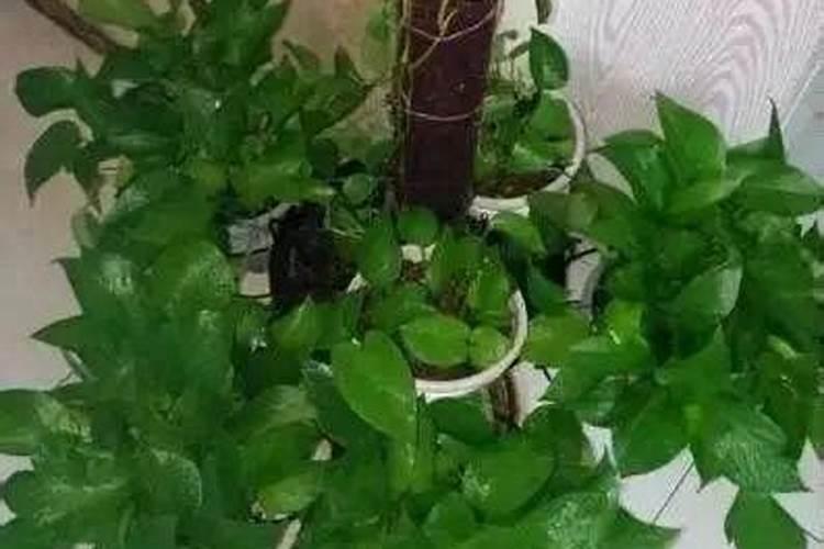 水培绿萝用什么肥料