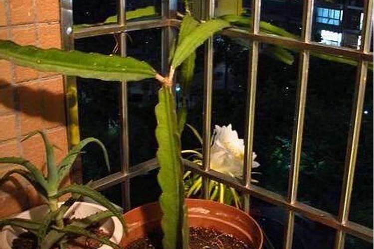 火龙果要用什么肥料才能很快地生长？火龙果栽培搭架“五度”技术要点...