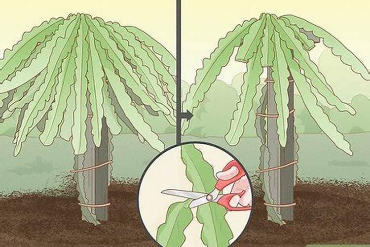 分析!种植火龙果前怎样施肥？