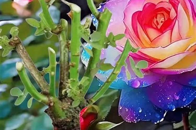 葡萄夏季施肥量大,怎么样施肥？