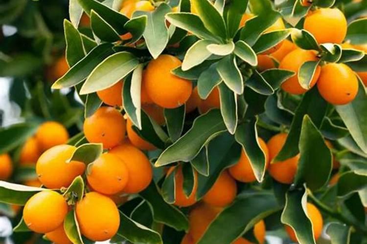 脆蜜金柑种植方法