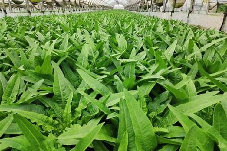 大面积种植小白菜,在追肥时该如何选择肥料？