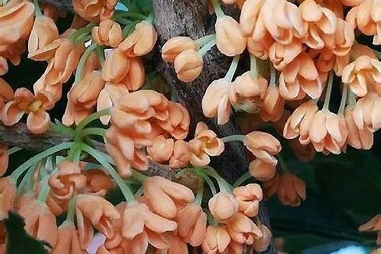 桂花花芽分化期施什么肥 桂花怎样施肥花又多又香