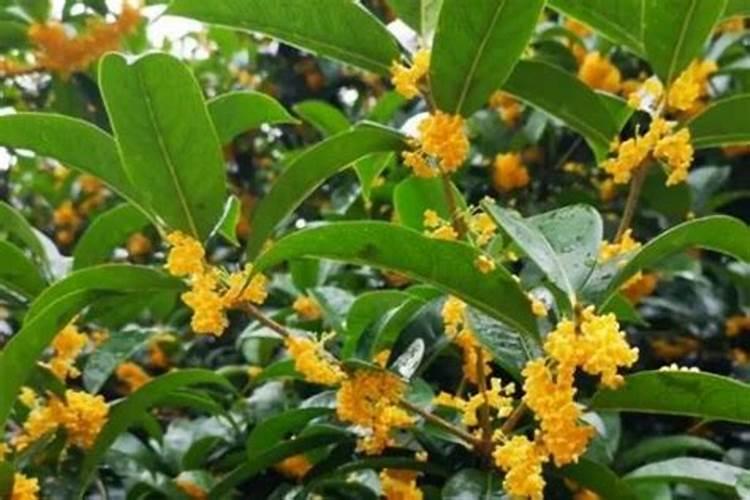 桂花树什么时候施肥