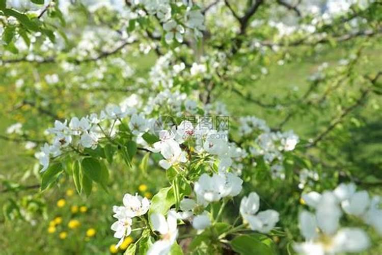 葡萄种植不同时期如何追肥 施肥注意事项