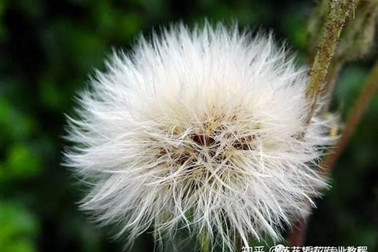 蒲公英施什么肥最好