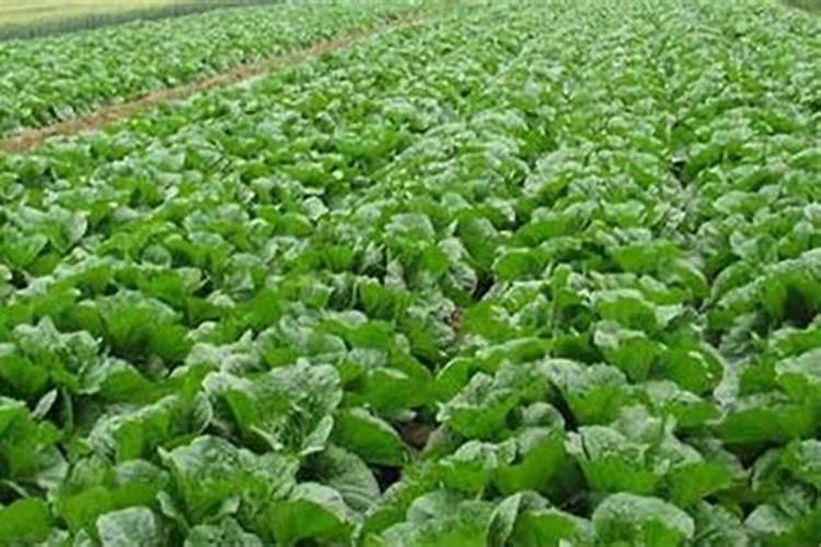 茄子夏季如何追肥腐植酸水溶肥呢？