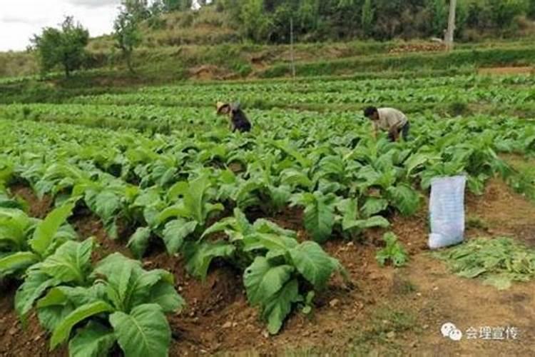 钾肥的正确使用方法 合理施用钾肥需要注意什么