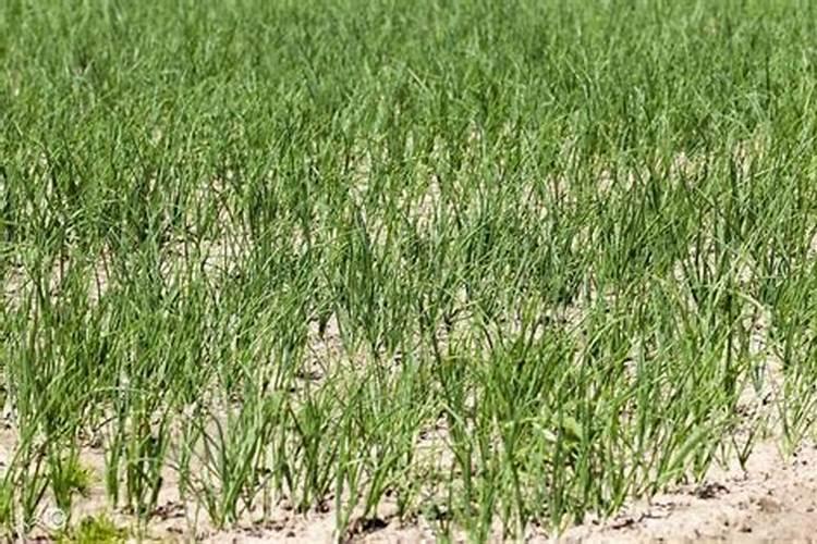 改善碱性土壤用什么肥料