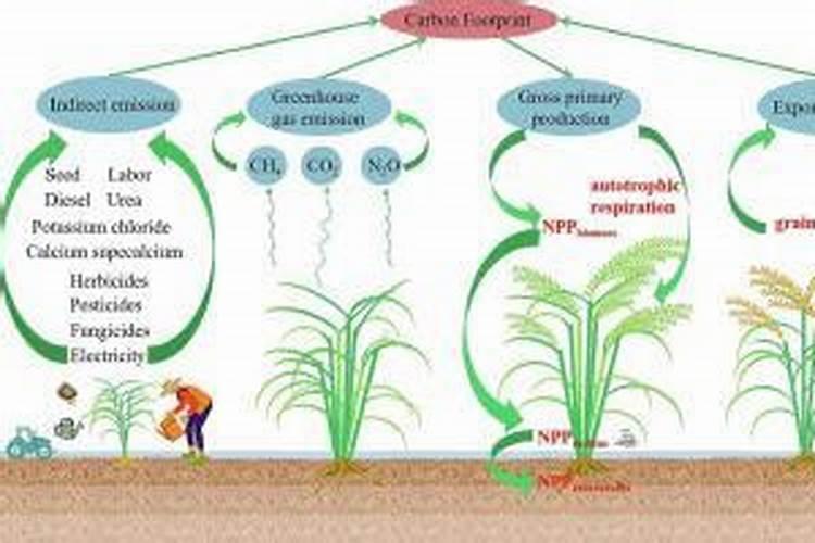 水稻快速脱氮的方法