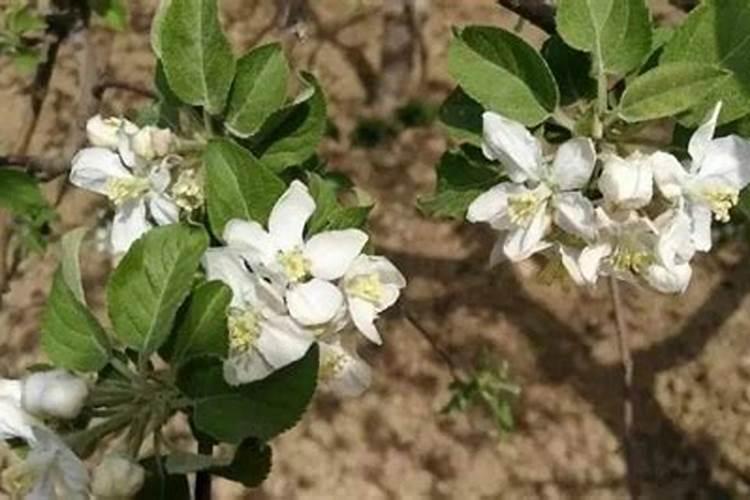 果树开花时能浇水吗