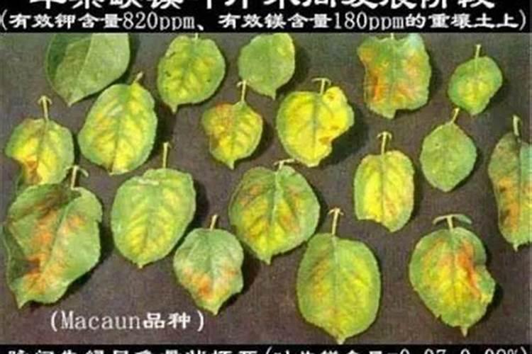 亚甲基脲氮是什么