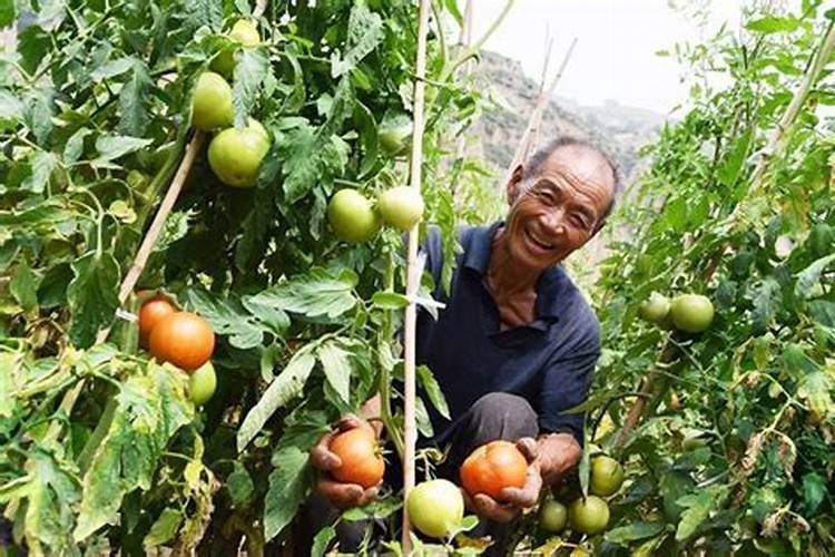 优卡夫积力水溶肥多少钱