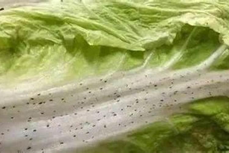 芝麻最忌三种肥料