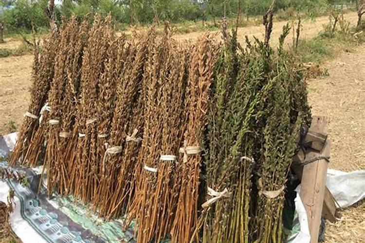 芝麻渣发酵做肥料步骤 芝麻渣属于什么肥