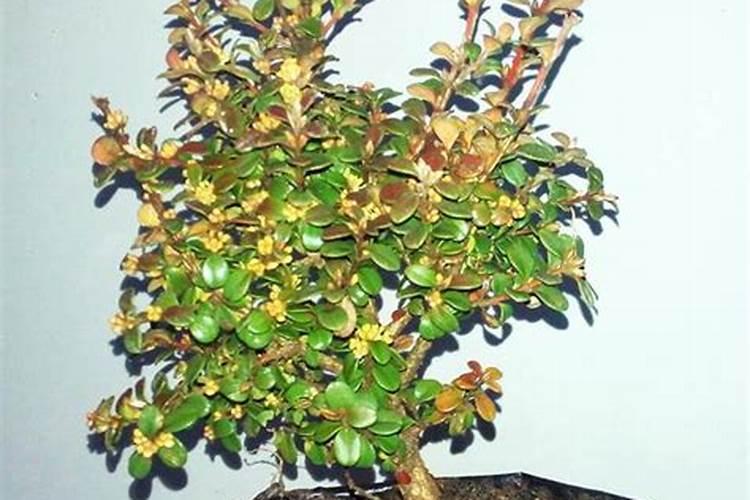 如何种植方猕猴桃 猕猴桃简单种植方法