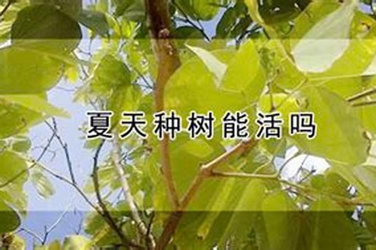 小叶赤楠在北方能养活吗？