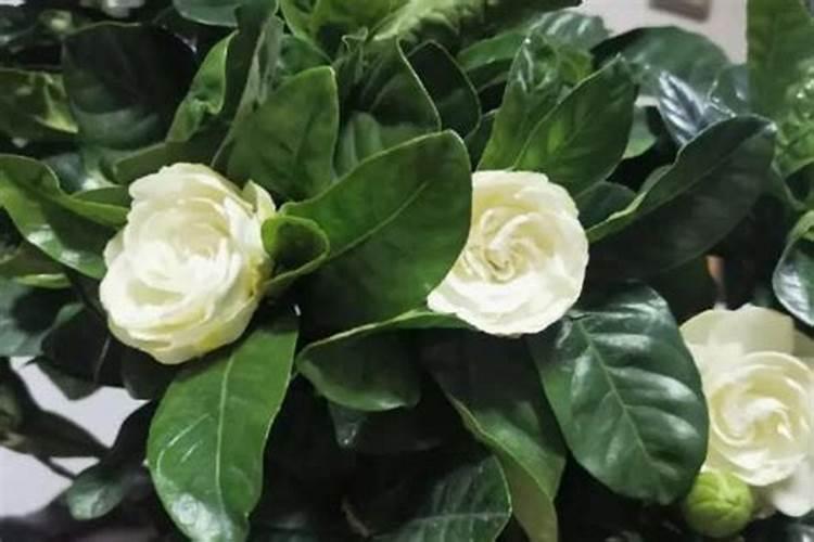 栀子花施什么肥好