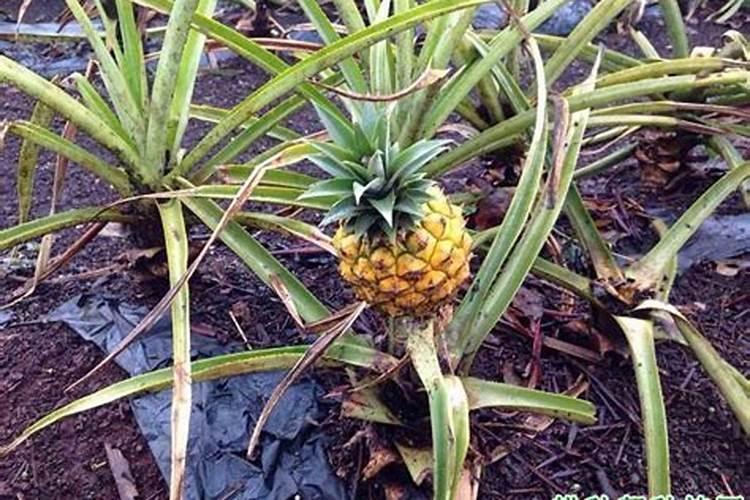 菠萝根水培需要营养液吗 菠萝根水培要不要营养液