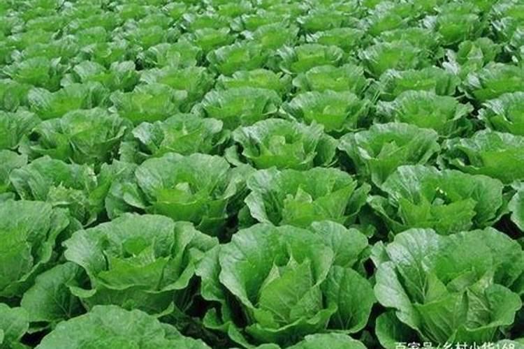 白菜怎么炖好吃又简单