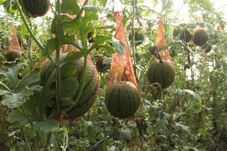 农业栽培:吊瓜的早熟栽培技术