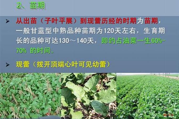 果树啥时候打波尔多液