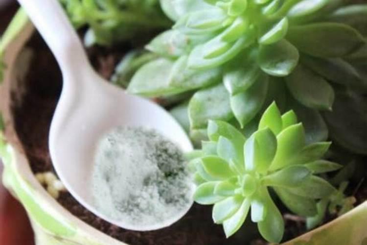 怎样正确使用花卉营养液？