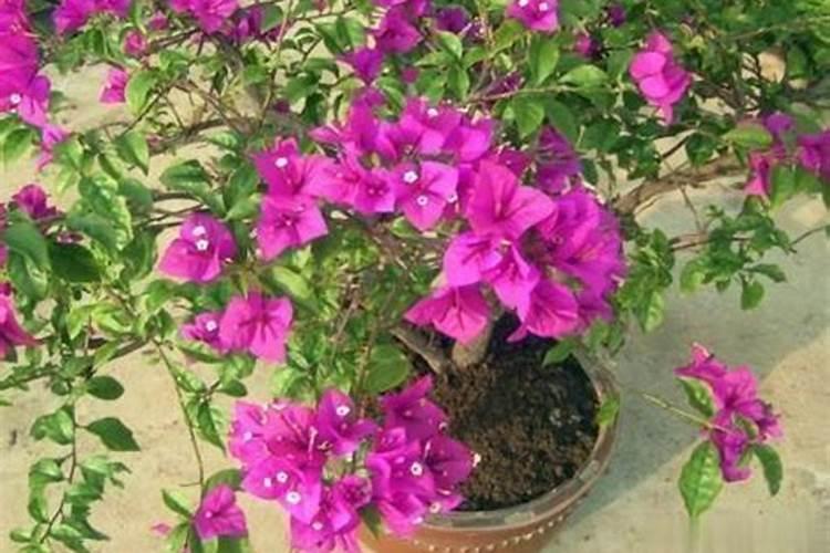 养花的酸性肥料有哪些;给花施肥用什么肥料