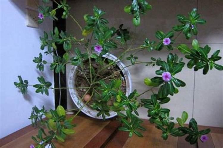 这花吊起来就疯长,1个月窜1米,长成花窗帘!