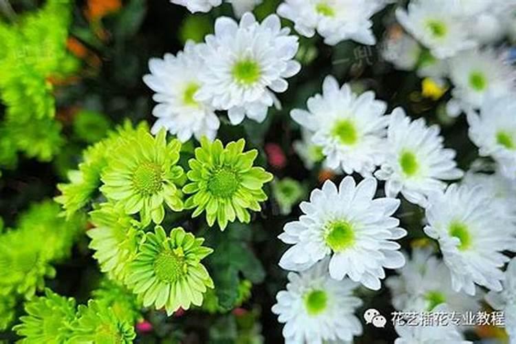 养花一般要施什么肥料