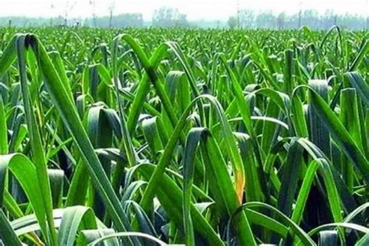 大蒜施肥后怎么浇水