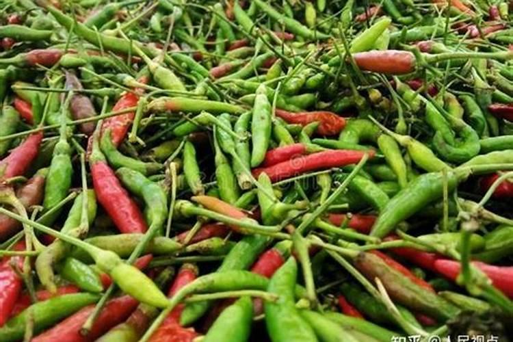 辣椒的要如何施肥