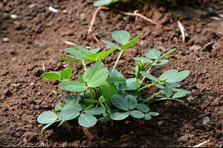 花生需要打几遍芸苔素