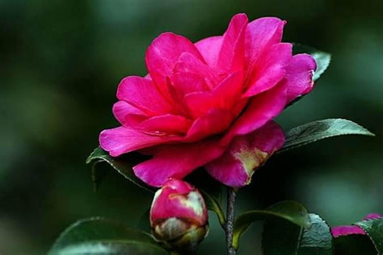 茶花可以施复合肥吗