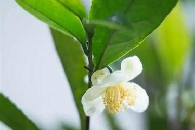 茶花施什么肥料最好