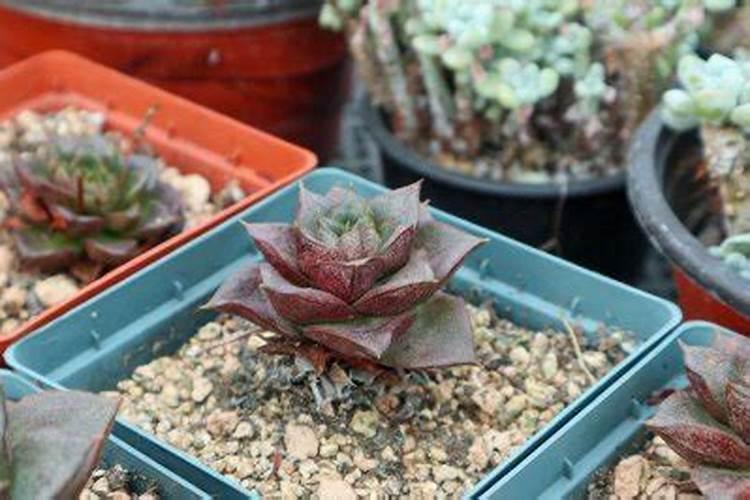 通常化肥的保质期会是多久的时间