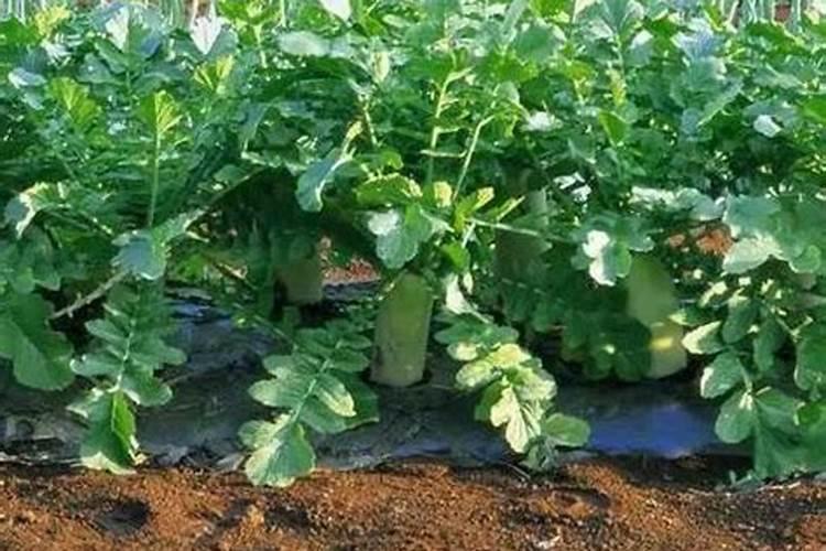 水溶肥溶化速度决定好与坏吗？