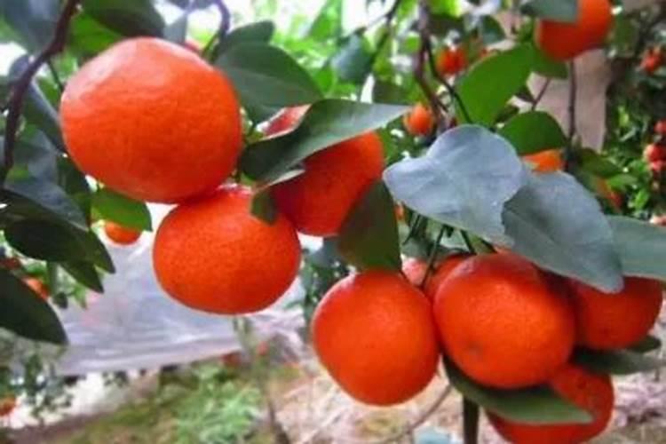 沙糖桔挂果树现在正抽芽尘,怎么控梢呀？