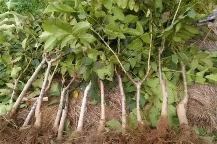 石榴树移栽后多久可以施肥