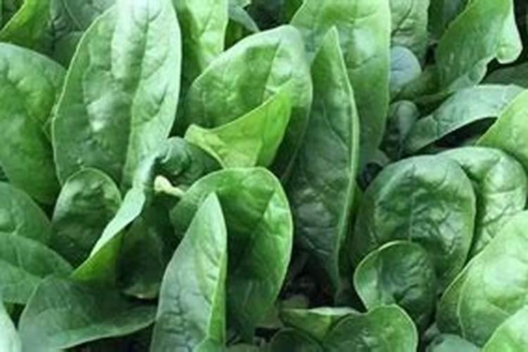 春天大棚菠菜叶子打卷是怎么回事？