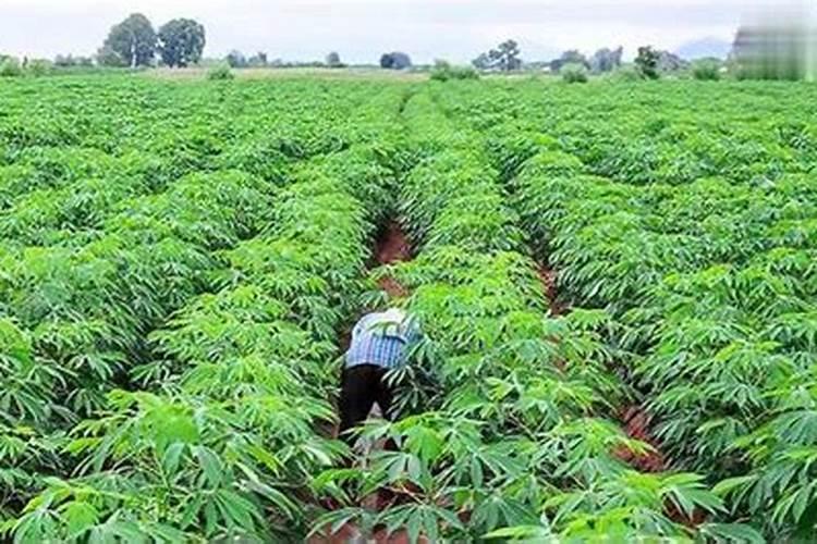 芦苇苗怎么种植？芦苇种植技术