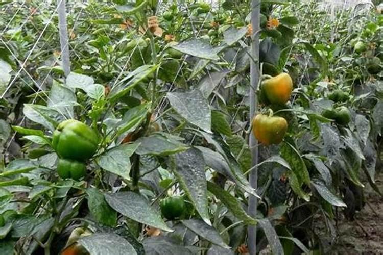 什么叫有机肥,和复合肥