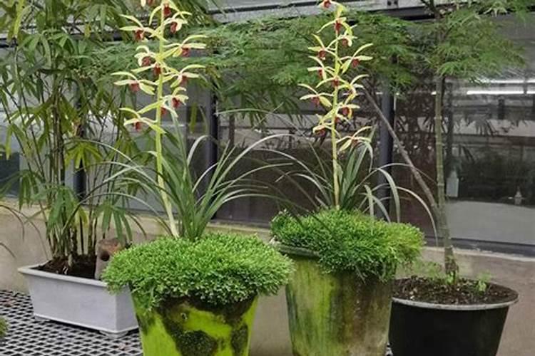 冬天给兰花施什么肥料好、果树冬天施肥应施什么肥料好