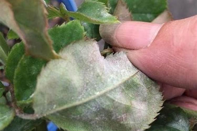 月季白粉病是什么原因造成的