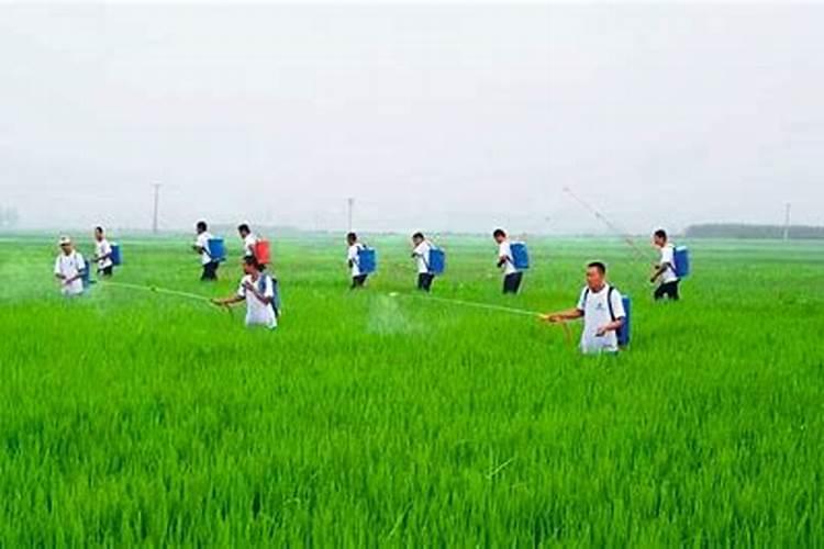 葡萄叶面喷硒肥效果好吗？