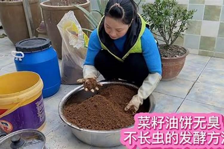 玉米施用种肥有哪些注意事项