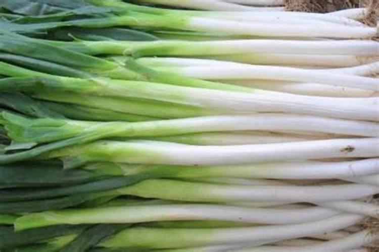 种植香葱防病施肥用什么好？香葱霜霉病的症状和预防方法