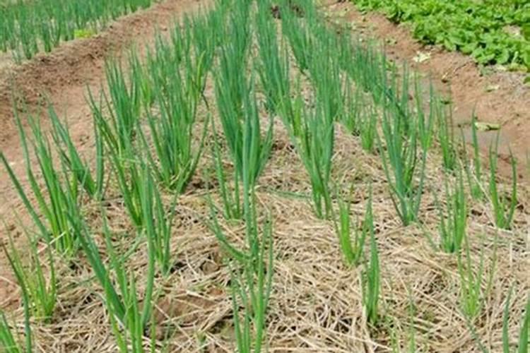 种香葱用什么肥料最好
