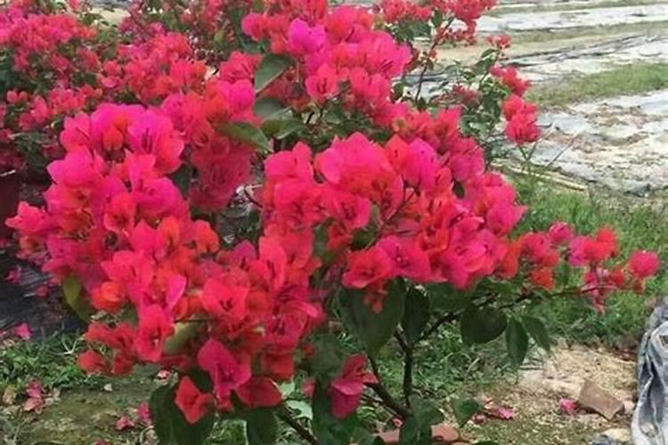 复合肥可以浇三角梅吗